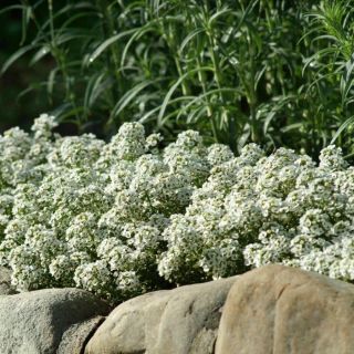 Clear Crystal White Alyssum Thumbnail